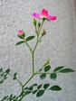 szk070528 018.01.jpg