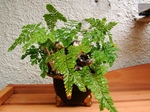 szk070529 004.01.jpg