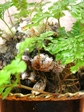 szk070529 012.01.jpg