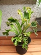 szk070531 019.01.jpg