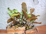 szk070602 013.01.jpg