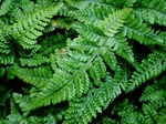 szk070611 006.01.jpg