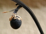 szk070613 005.01.jpg