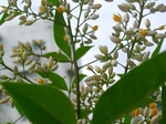 szk070615 011.01.jpg