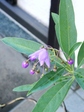 szk070617.01.jpg