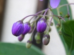 szk070617 005.01.jpg