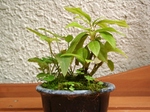 szk070626 026.01.jpg