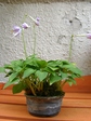 szk070627 001.01.jpg