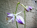 szk070627 002.01.jpg