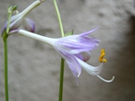 szk070627 004.01.jpg