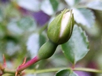 szk070628 004.01.jpg