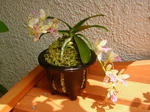 szk070703 017.01.jpg