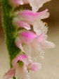 szk070706 006.01.jpg