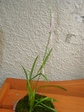 szk070706 009.01.jpg