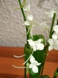 szk070709 029.01.jpg