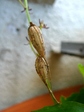 szk070715 009.01.jpg