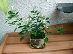 szk070726 004.01.jpg