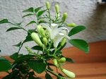 szk070726 005.01.jpg