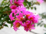 szk070801 017.01.jpg