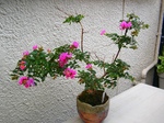 szk070801 018.01.jpg