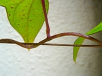 szk070805 008.01.jpg