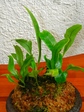 szk070815 009.01.jpg