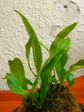 szk070815 011.01.jpg