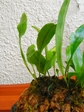 szk070815 013.01.jpg
