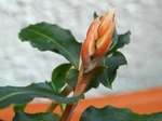 szk070820 005.01.jpg