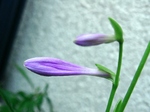 szk070820 027.01.jpg