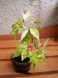 szk070823 001.01.jpg