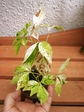 szk070823 002.01.jpg