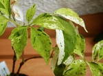 szk070823 004.01.jpg