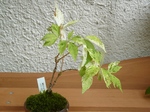 szk070823 009.01.jpg