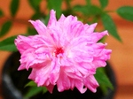 szk070825 001.01.jpg