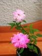 szk070825 003.01.jpg