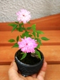 szk070825 004.01.jpg