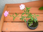 szk070825 005.01.jpg