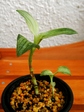 szk070828 008.01.jpg