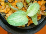 szk070828 016.01.jpg