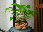 szk070831 001.01.jpg