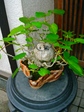 szk070831 005.01.jpg