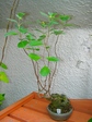 szk070903 012.01.jpg