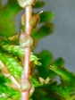 szk070904 010.01.jpg