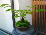 szk070905 001.01.jpg