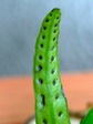 szk070913 010.01.jpg