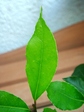 szk070914 009.01.jpg