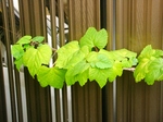 szk070915 014.01.jpg