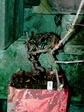 szk070917.01.jpg