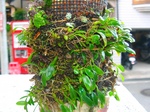 szk070926 010.01.jpg